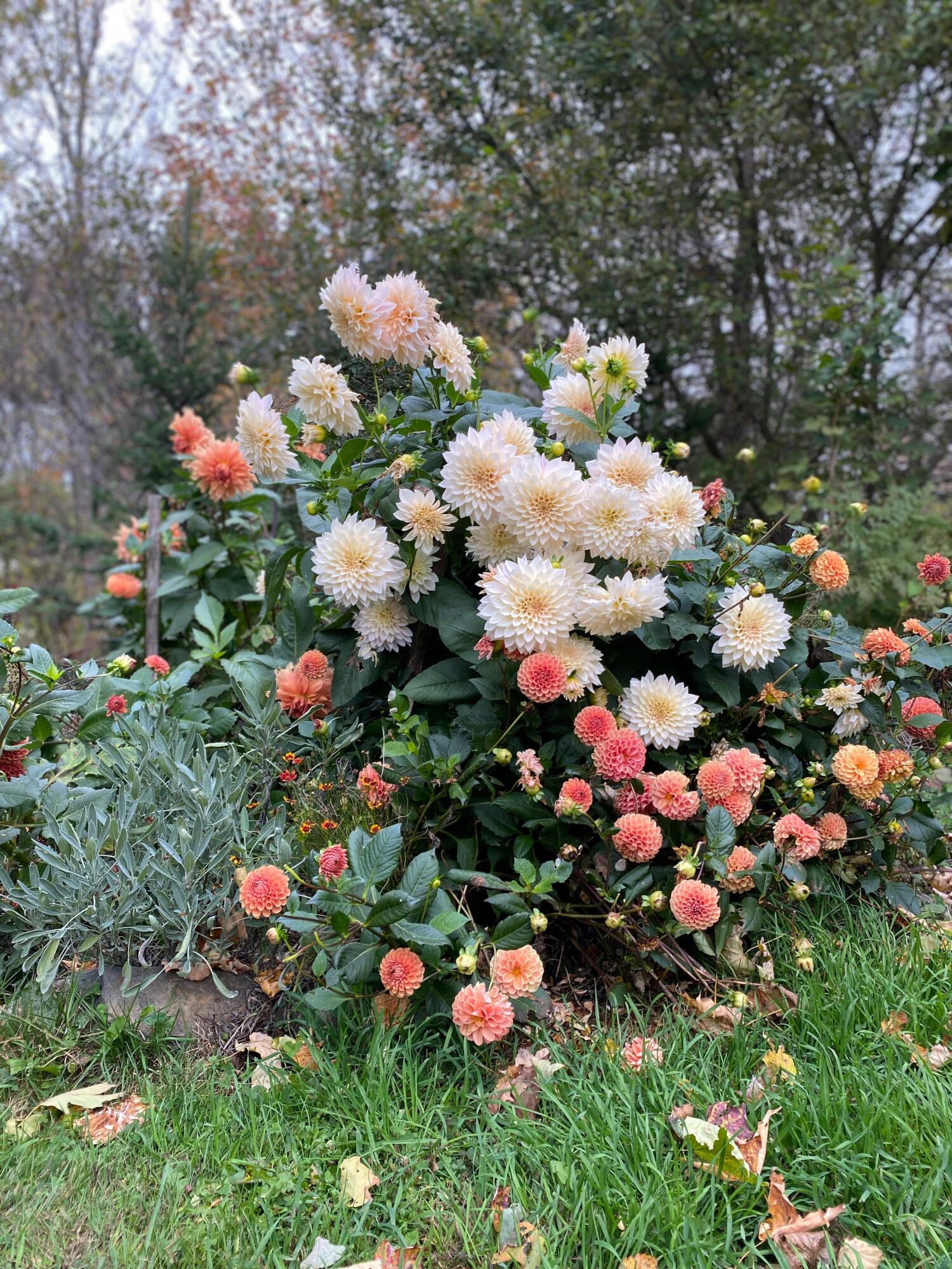 1020 Hendricks Hill Road Southport, ME 04576 - Photo 101 of 104 Dalia 4