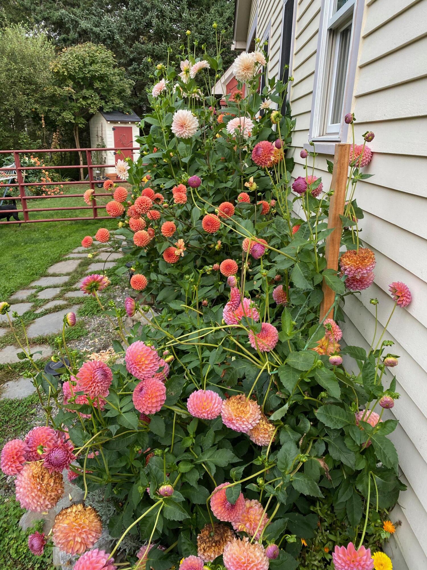 1020 Hendricks Hill Road Southport, ME 04576 - Photo 102 of 104 Dalia 5