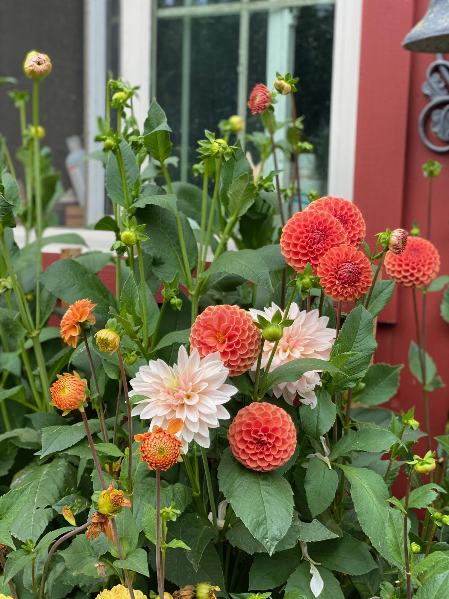 1020 Hendricks Hill Road Southport, ME 04576 - Photo 103 of 104 Dalia 6