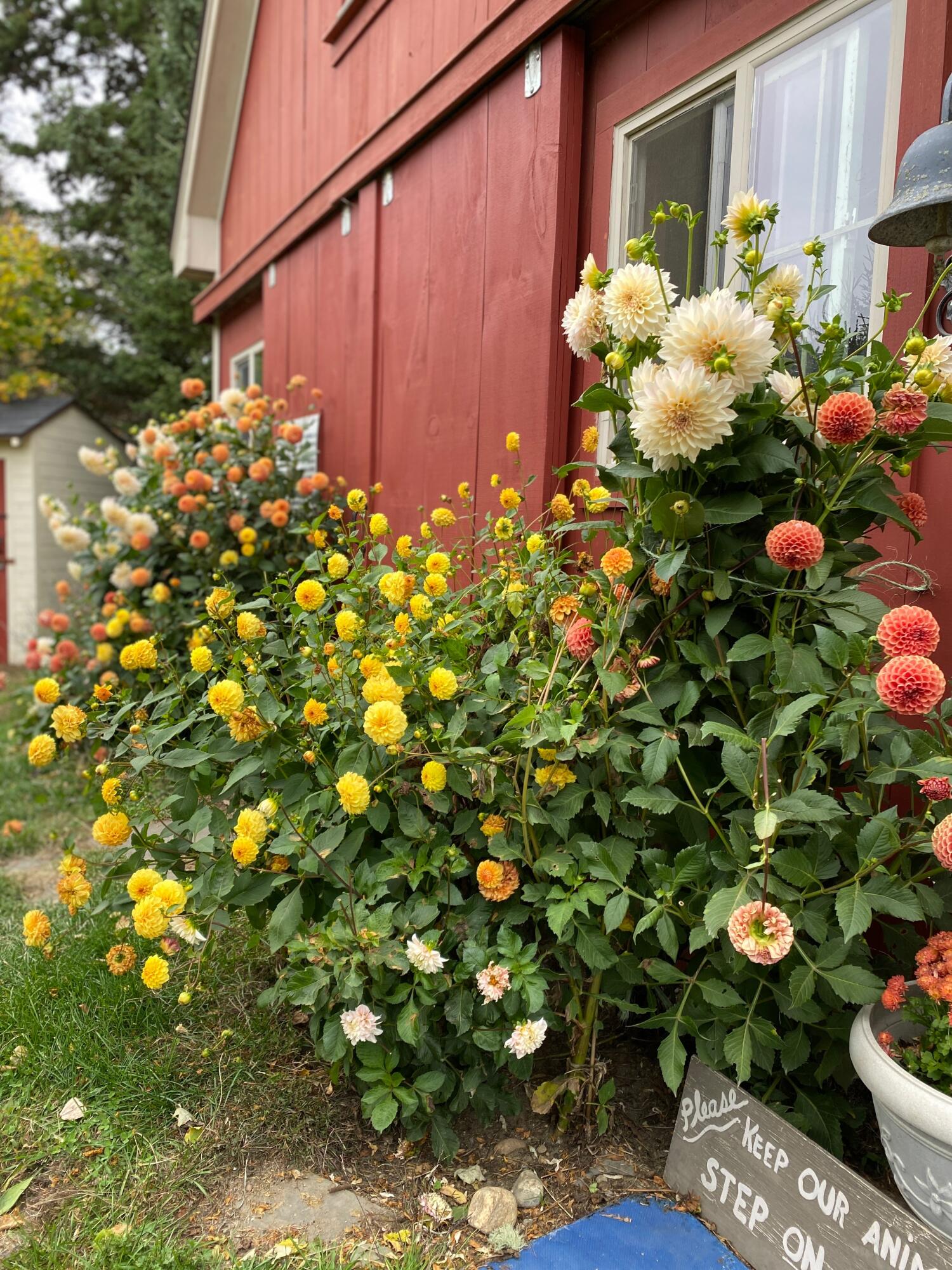 1020 Hendricks Hill Road Southport, ME 04576 - Photo 79 of 104 Dalia 3