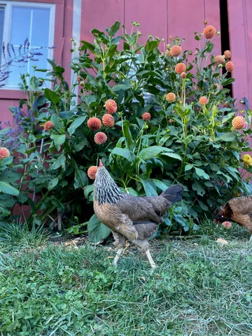 $775,000 | 1020 Hendricks Hill Road, Southport, ME 04576