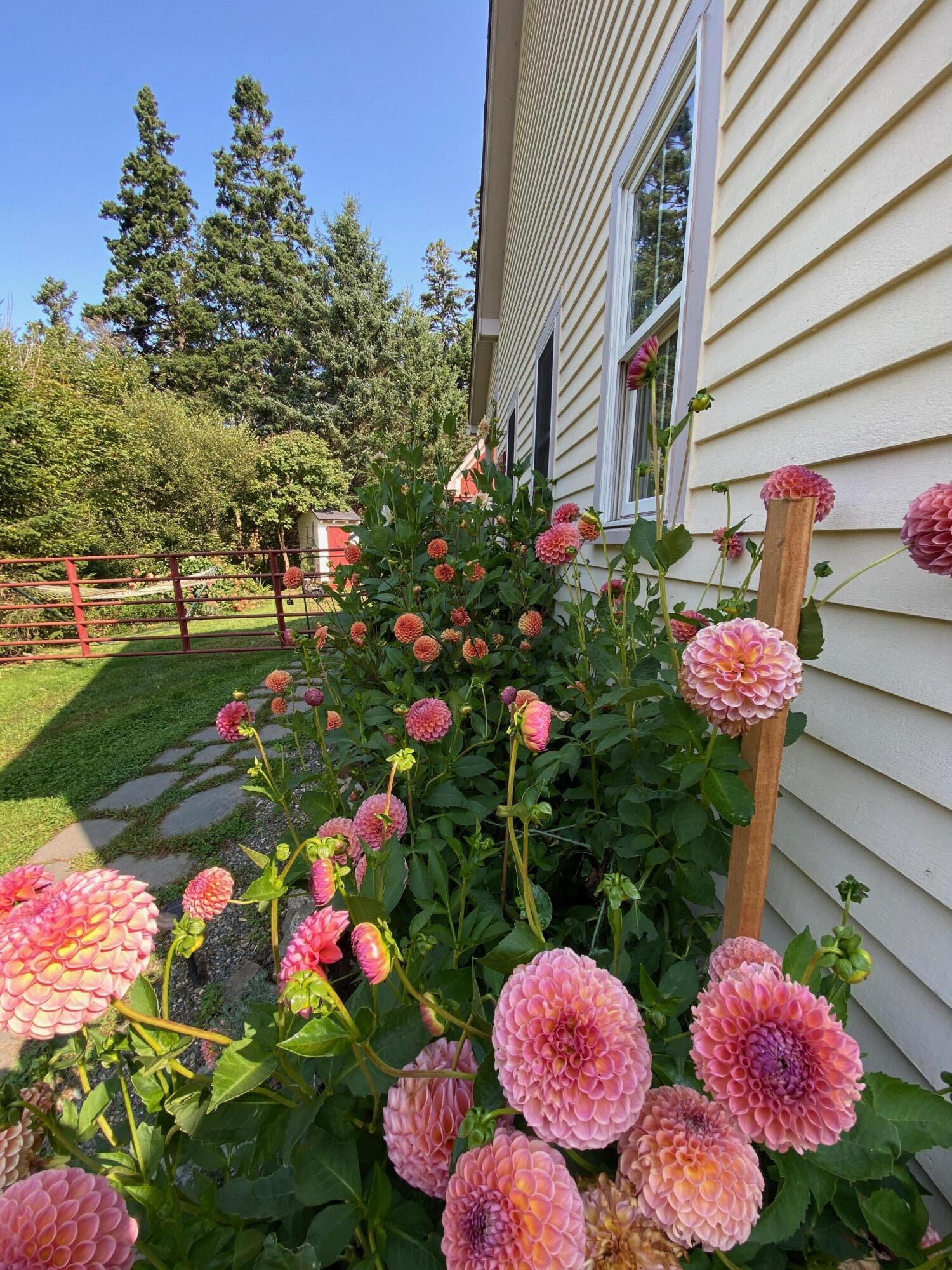 1020 Hendricks Hill Road Southport, ME 04576 - Photo 100 of 104 Dalia 2