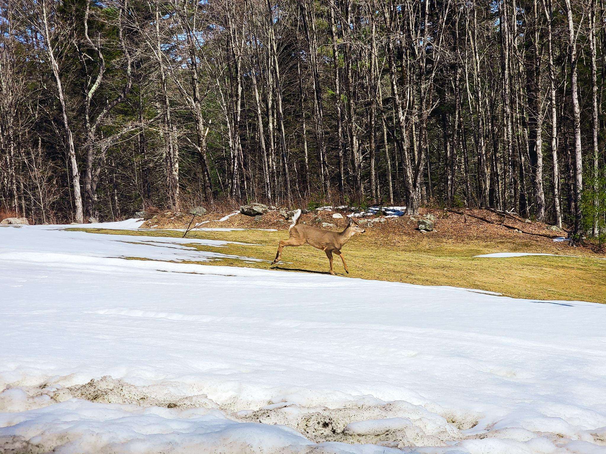 366 Access Road, Unit 1 Rochester, VT 05767 - Photo 39 of 40