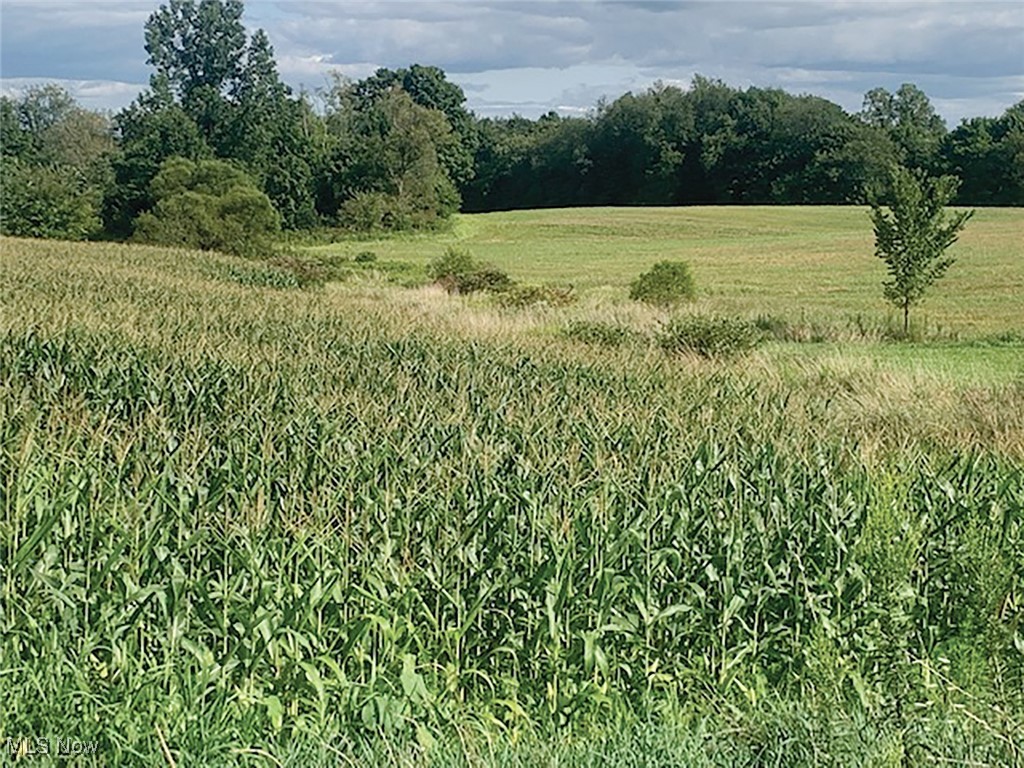 Stratton Road Salem, OH 44460 - Photo 1 of 3 View of local wilderness featuring a rural view