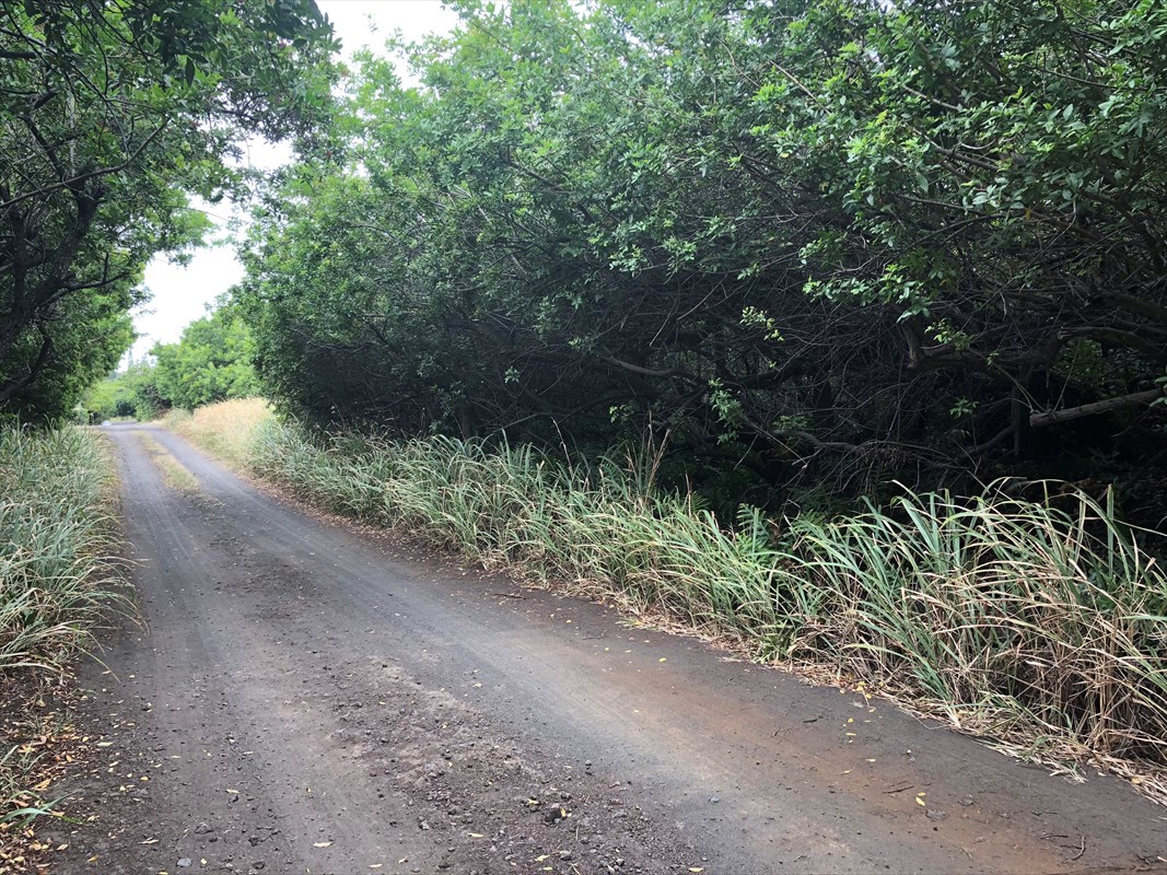 51 Lot 51 Palaoa Road Naalehu, HI 96772 - Photo 3 of 5 a pathway of a yard