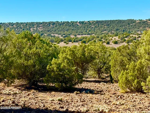 a view of a dry yard with trees