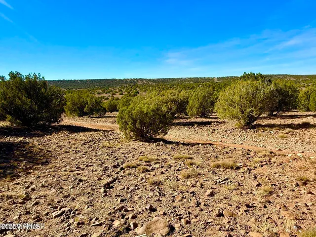 a view of a dry yard with trees