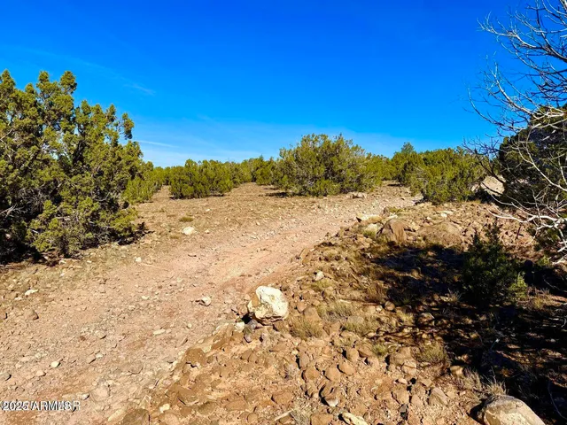 a view of a dry yard with trees