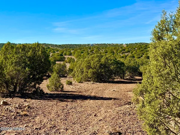 a view of a dry yard