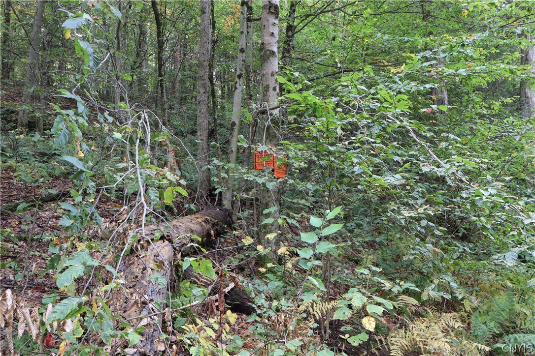 Lawrence Road Windsor, NY 13865 - Photo 17 of 31 Gallery Image 17