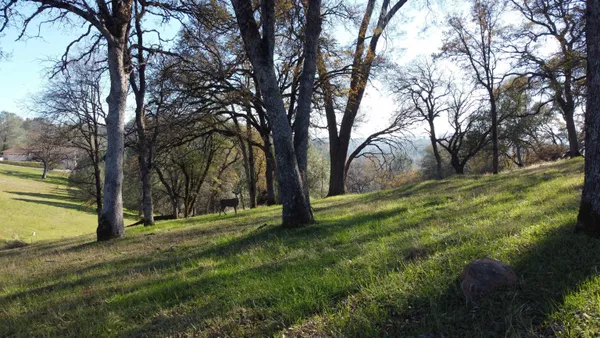 a view of a city with lush green forest