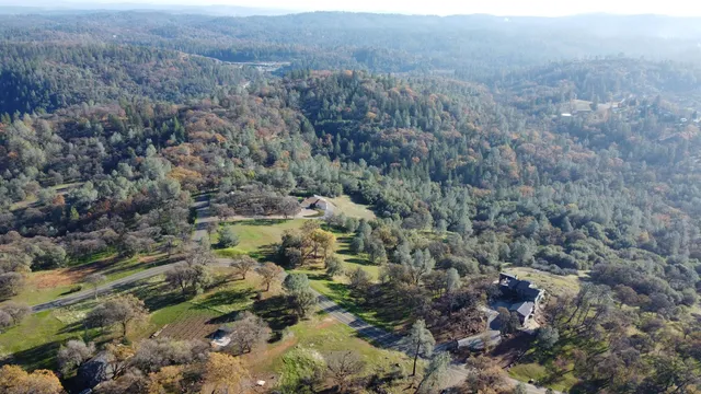 a view of a forest that has a tree