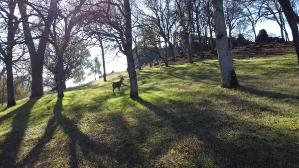 a view of outdoor space with trees