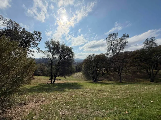 a view of a tree in a yard