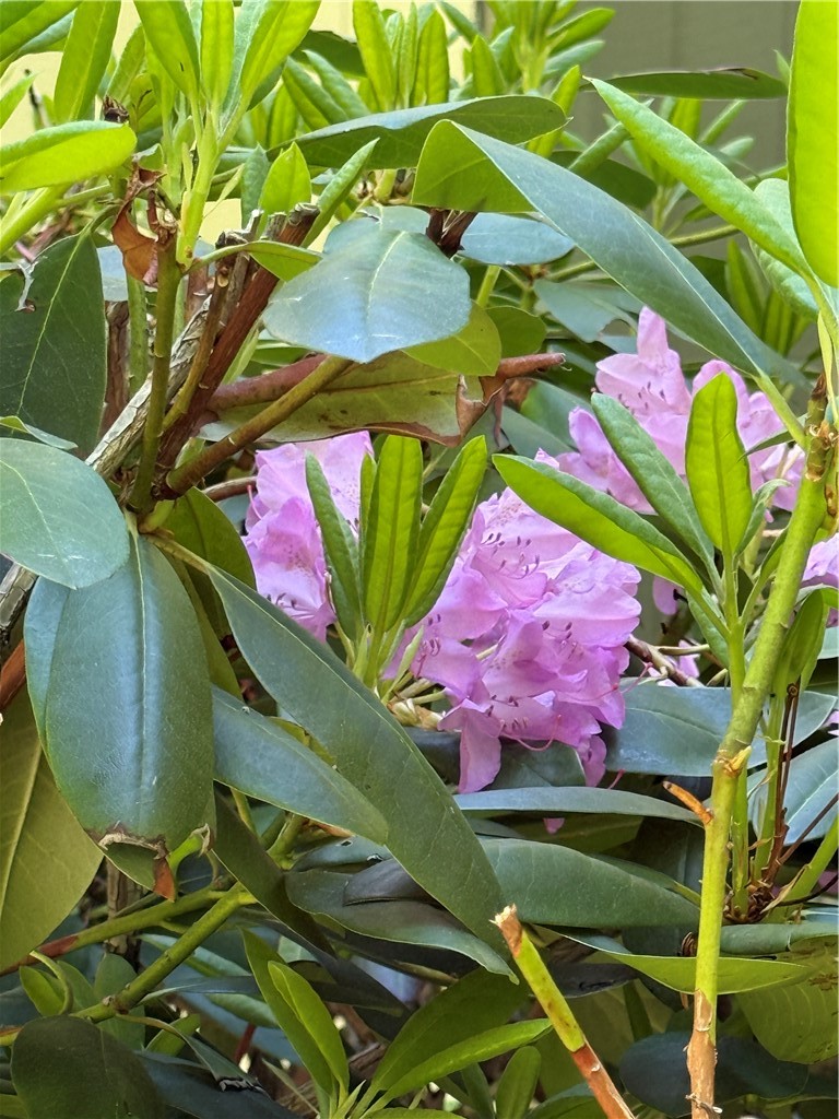 260 Pines Drive, Unit 810 Roxbury, NY 12421 - Photo 43 of 43 Rhodies!
