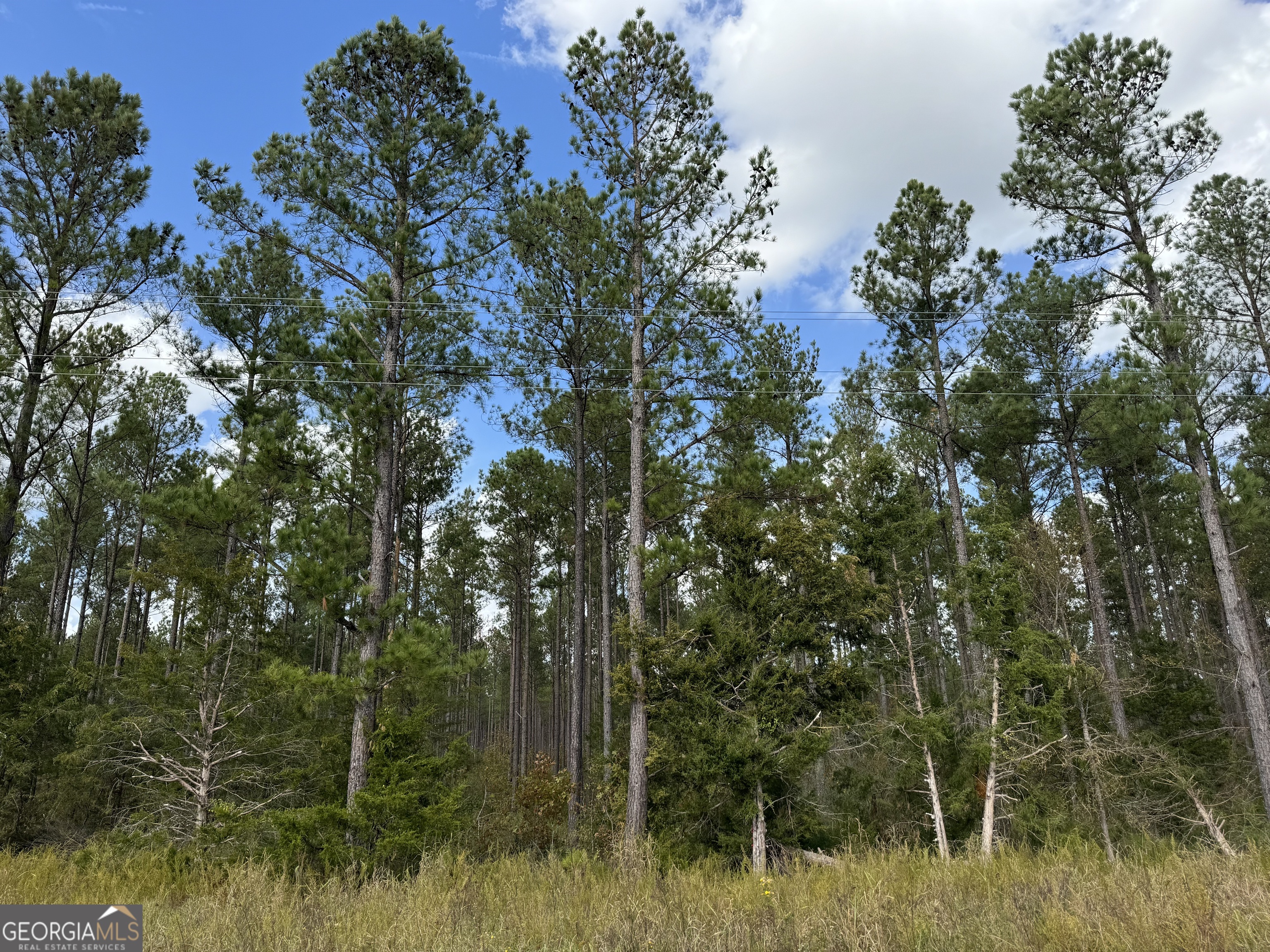 3 Seneca Street Calhoun Falls, SC 29628 - Photo 20 of 22 a view of a lush green forest