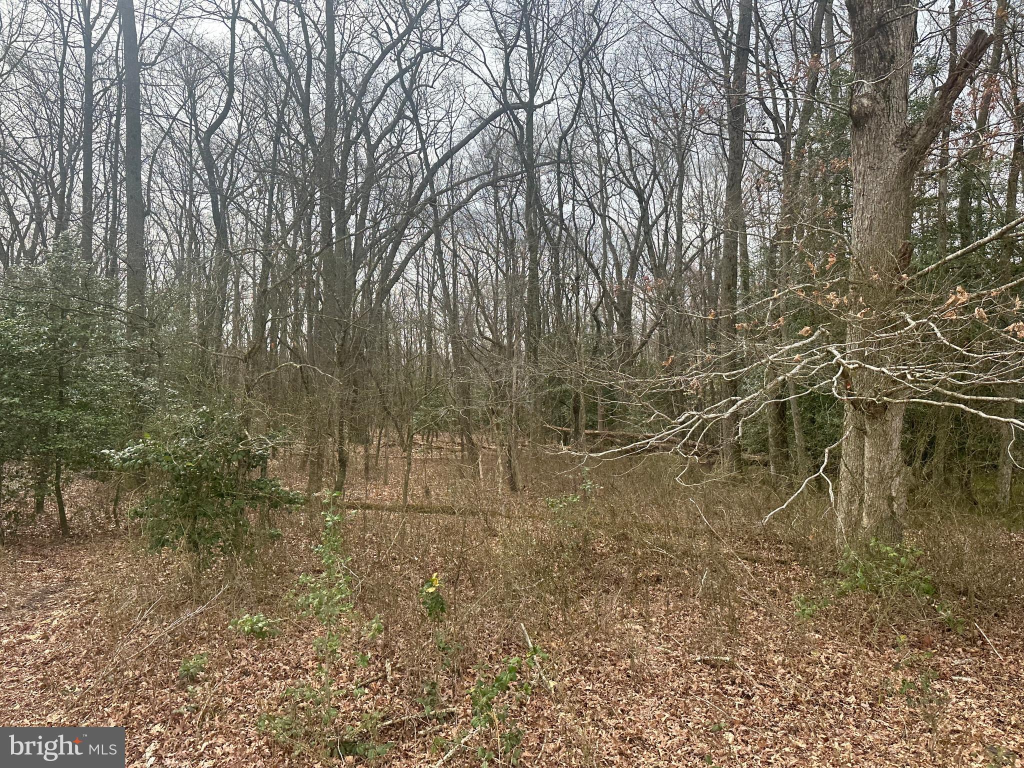 0 Cool Spring Road Marydel, MD 21649 - Photo 48 of 49