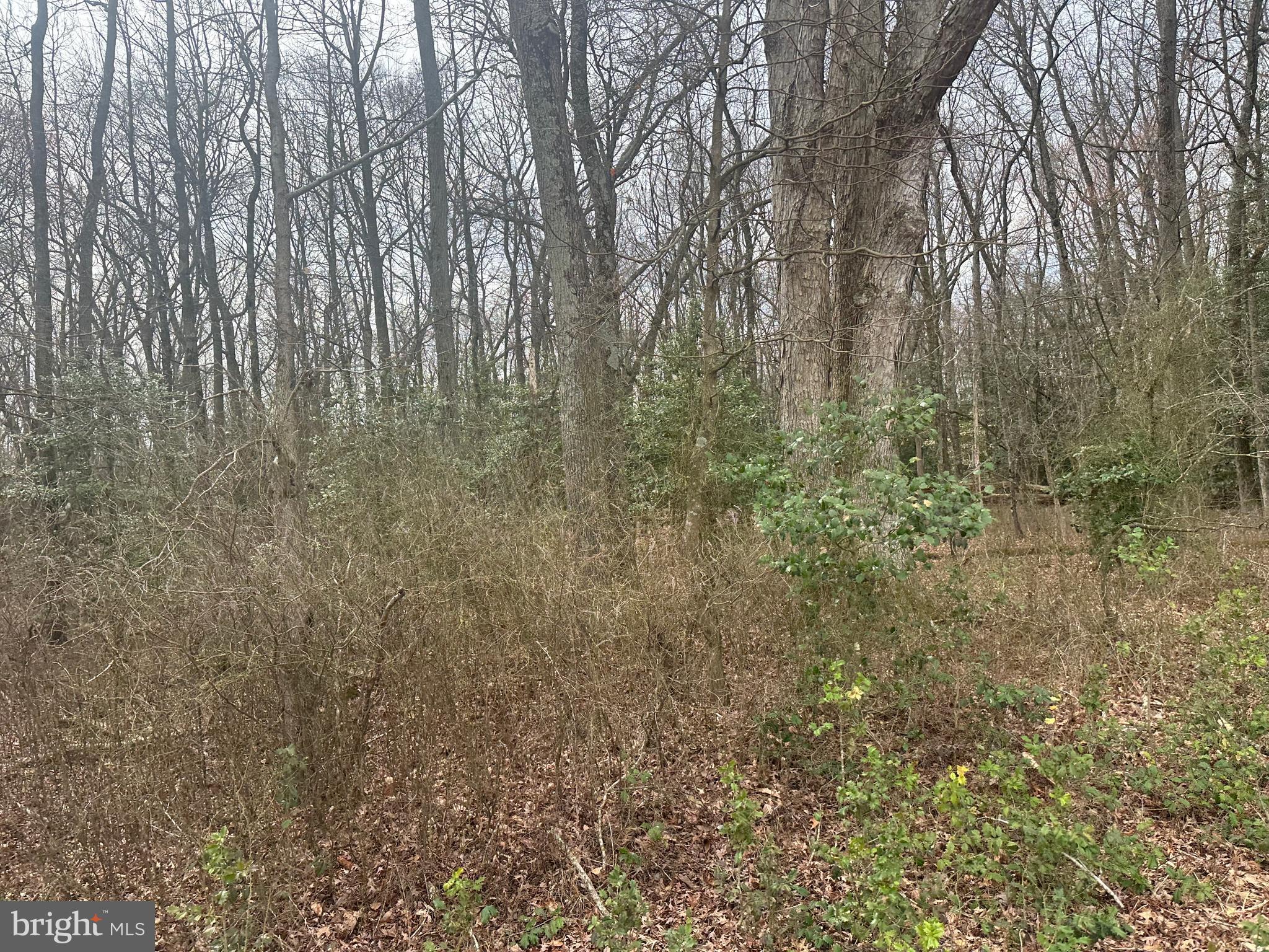 0 Cool Spring Road Marydel, MD 21649 - Photo 49 of 49