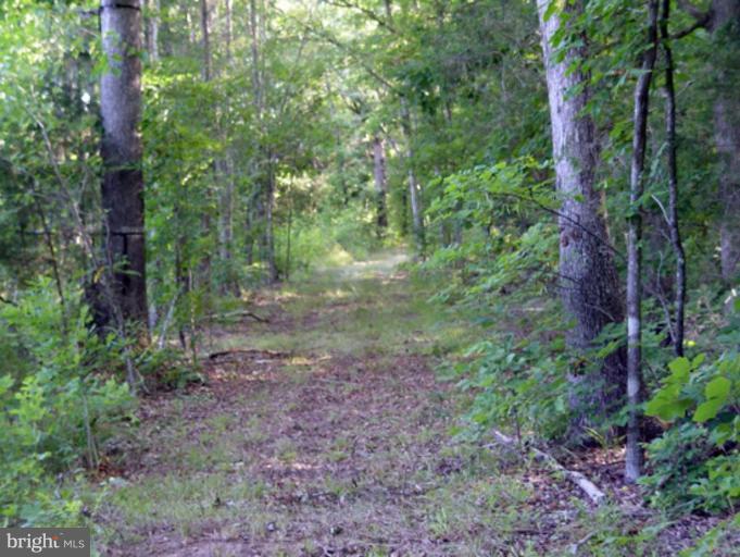 14515 Raccoon Ford Road Culpeper, VA 22701 - Photo 11 of 22 PLENTY OF MANICURED TRAILS THROUGHOUT PROPERTY.