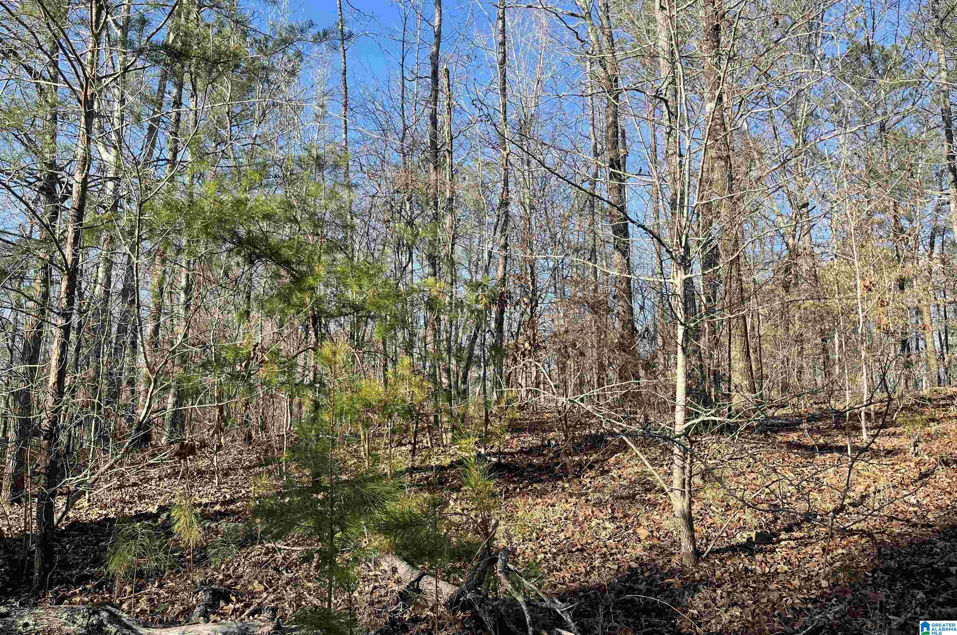 0 County Road 195 Clanton, AL 35045 - Photo 2 of 3
