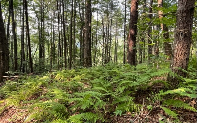 12180 Beaver Dam Road Murphy, NC 28906 - Photo 13 of 24 Additional View