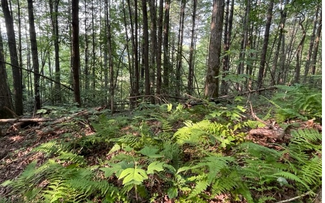 12180 Beaver Dam Road Murphy, NC 28906 - Photo 3 of 24 Additional View