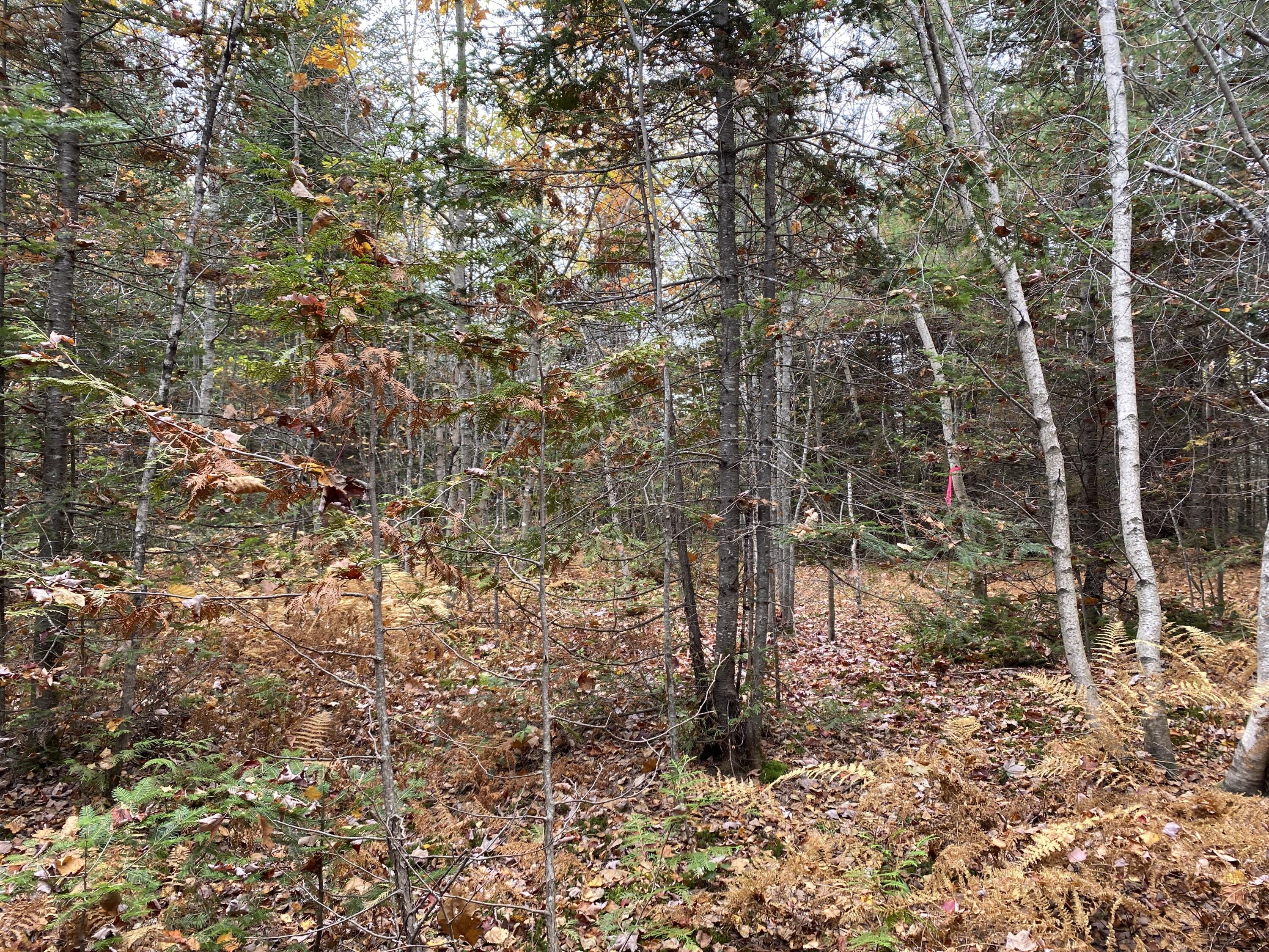 Lot 6 Red Barn Road Norridgewock, ME 04957 - Photo 5 of 8 02ED5C40-2680-4814-813A-5D9FF518E310