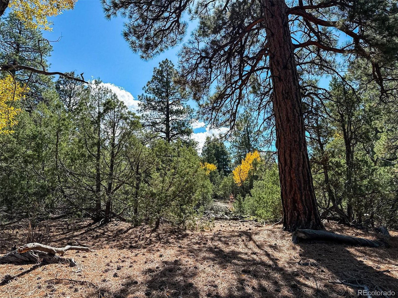 54 Big Bear Road Mosca, CO 81146 - Photo 6 of 8 Gallery Image 6