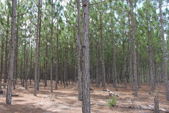 $413,000 | 0 Limestone Road, Orangeburg, SC 29118