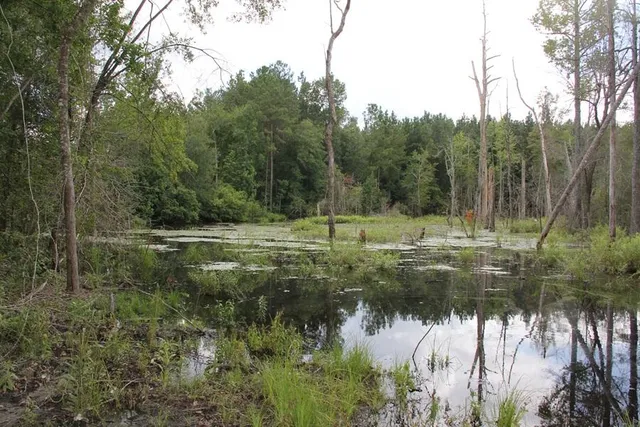 $413,000 | 0 Limestone Road, Orangeburg, SC 29118