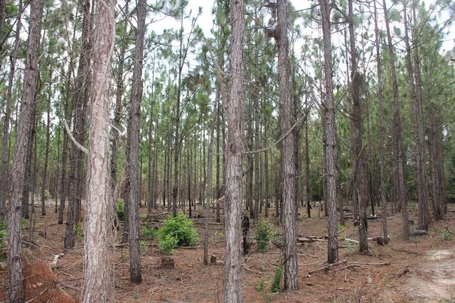 $413,000 | 0 Limestone Road, Orangeburg, SC 29118