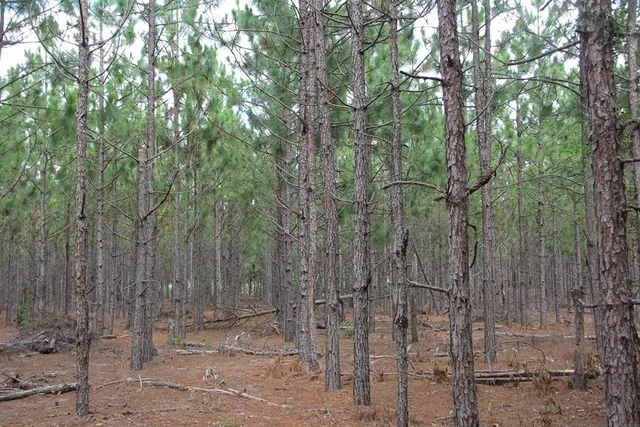 $413,000 | 0 Limestone Road, Orangeburg, SC 29118