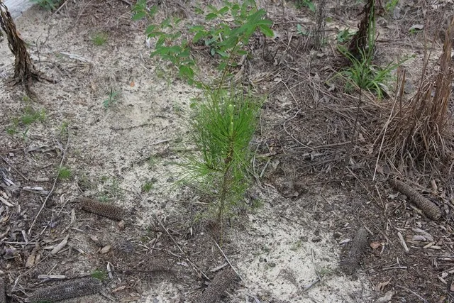 $413,000 | 0 Limestone Road, Orangeburg, SC 29118