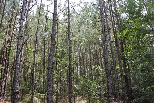 $413,000 | 0 Limestone Road, Orangeburg, SC 29118