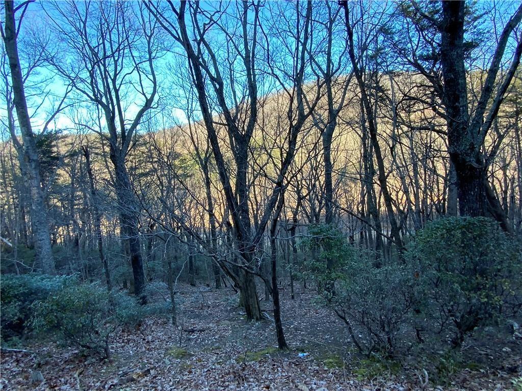 0 Mulligan Way Jasper, GA 30143 - Photo 3 of 7 a view of a forest with trees in front of it