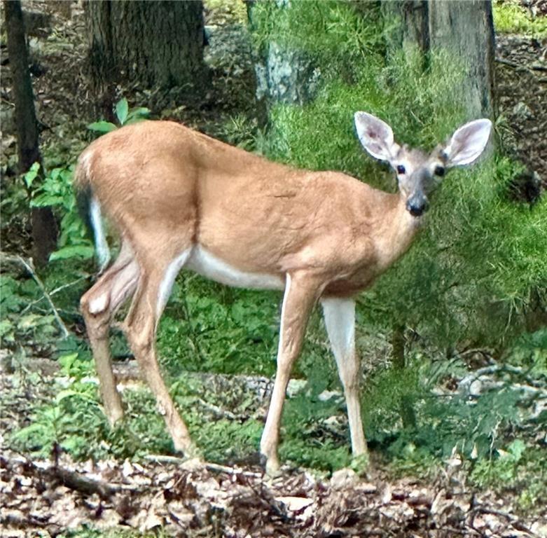 0 Mulligan Way Jasper, GA 30143 - Photo 6 of 7 a view of a backyard with potted plants