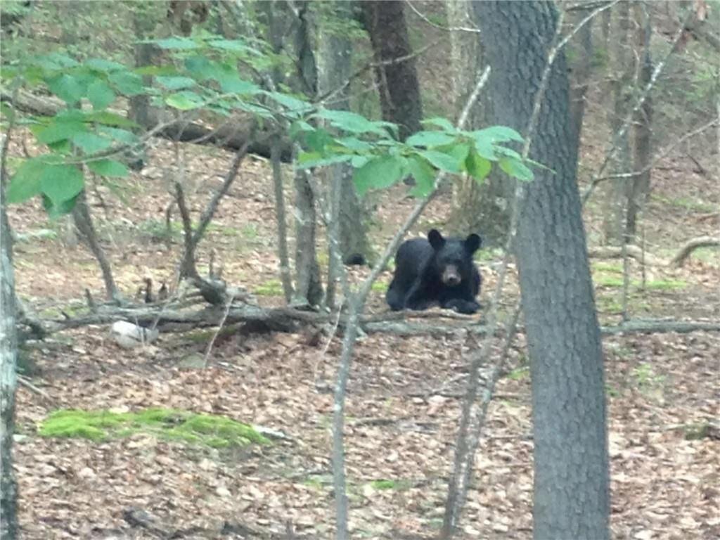 0 Mulligan Way Jasper, GA 30143 - Photo 7 of 7 a plant that is in front of a tree