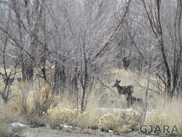 944 T Road Mack, CO 81525 - Photo 8 of 8 a view of a yard