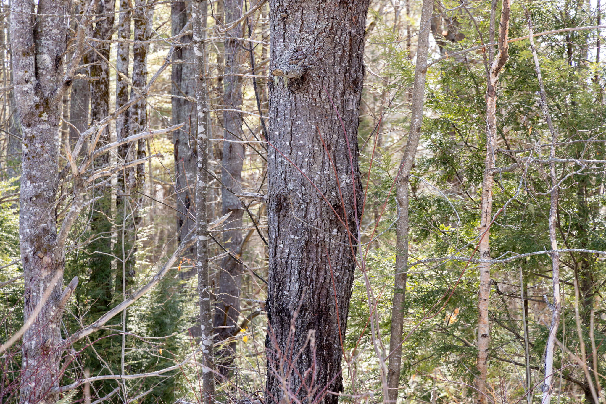 2026_03_15 Lowell IP-Greenleaf-12