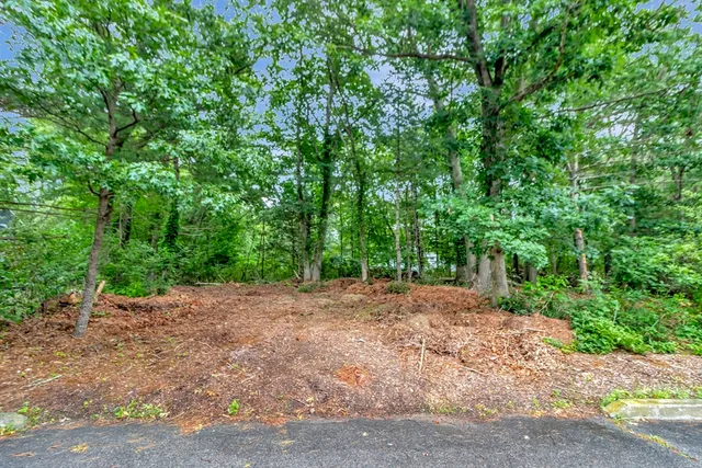 a view of road with large trees