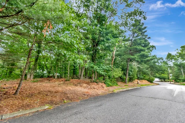 a view of a yard with plants and large trees