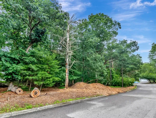 a view of a plants with tree s