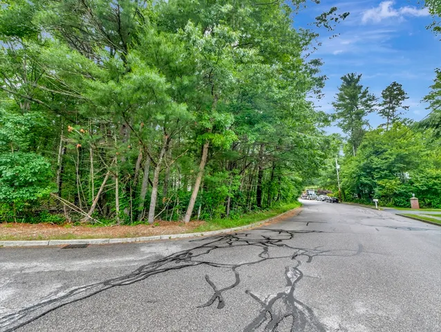 a view of a road with plants and large trees