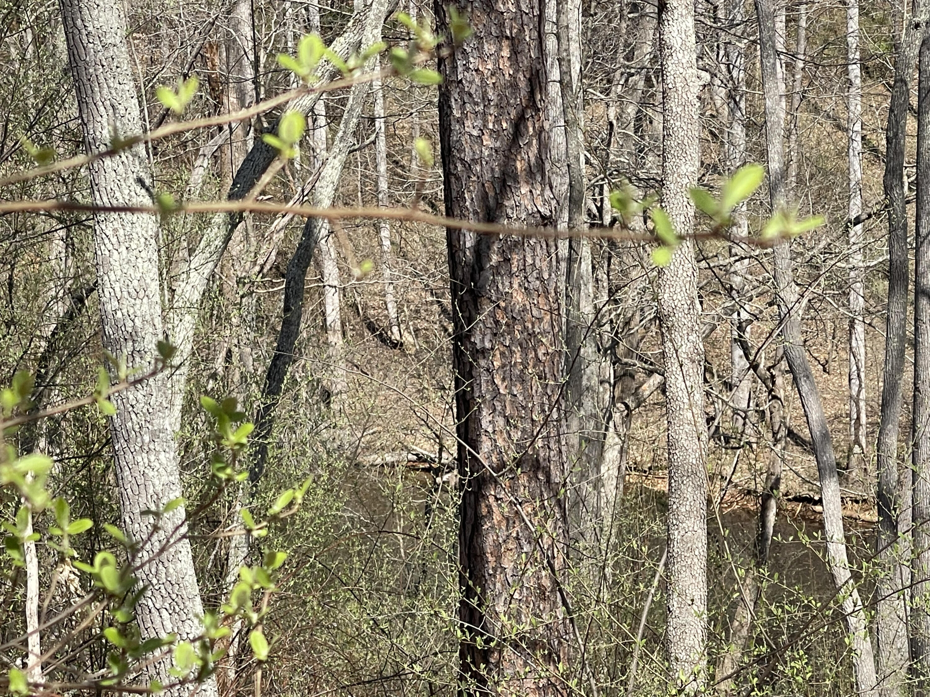 15 Watchtower Drive Moneta, VA 24121 - Photo 3 of 5 a view of a yard of the building