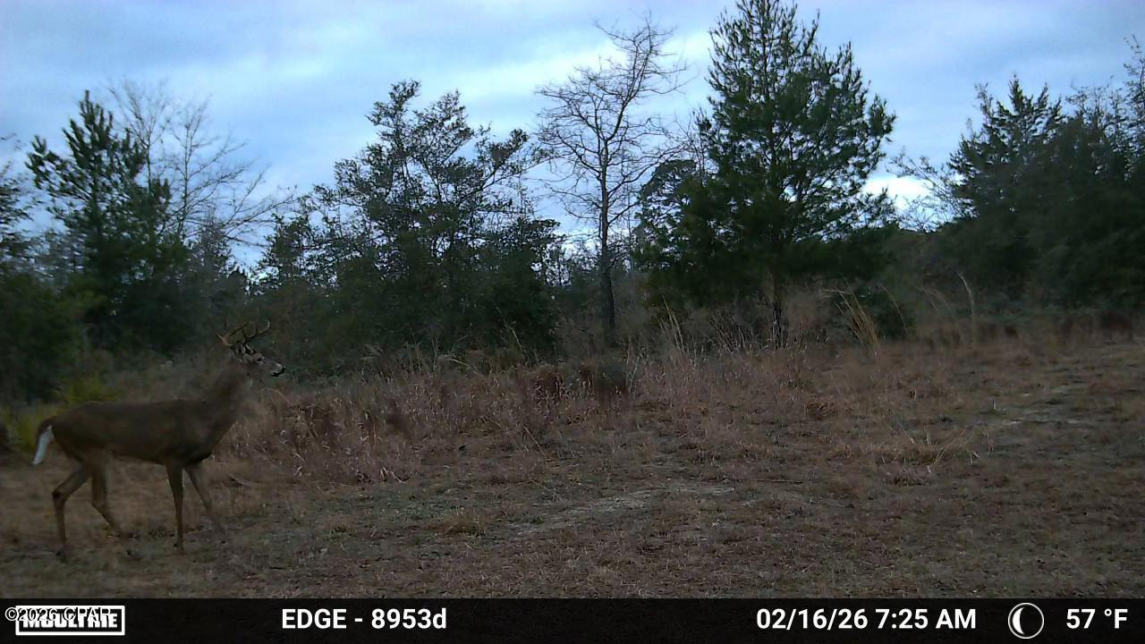 705 Cornwell Road Alford, FL 32420 - Photo 66 of 89