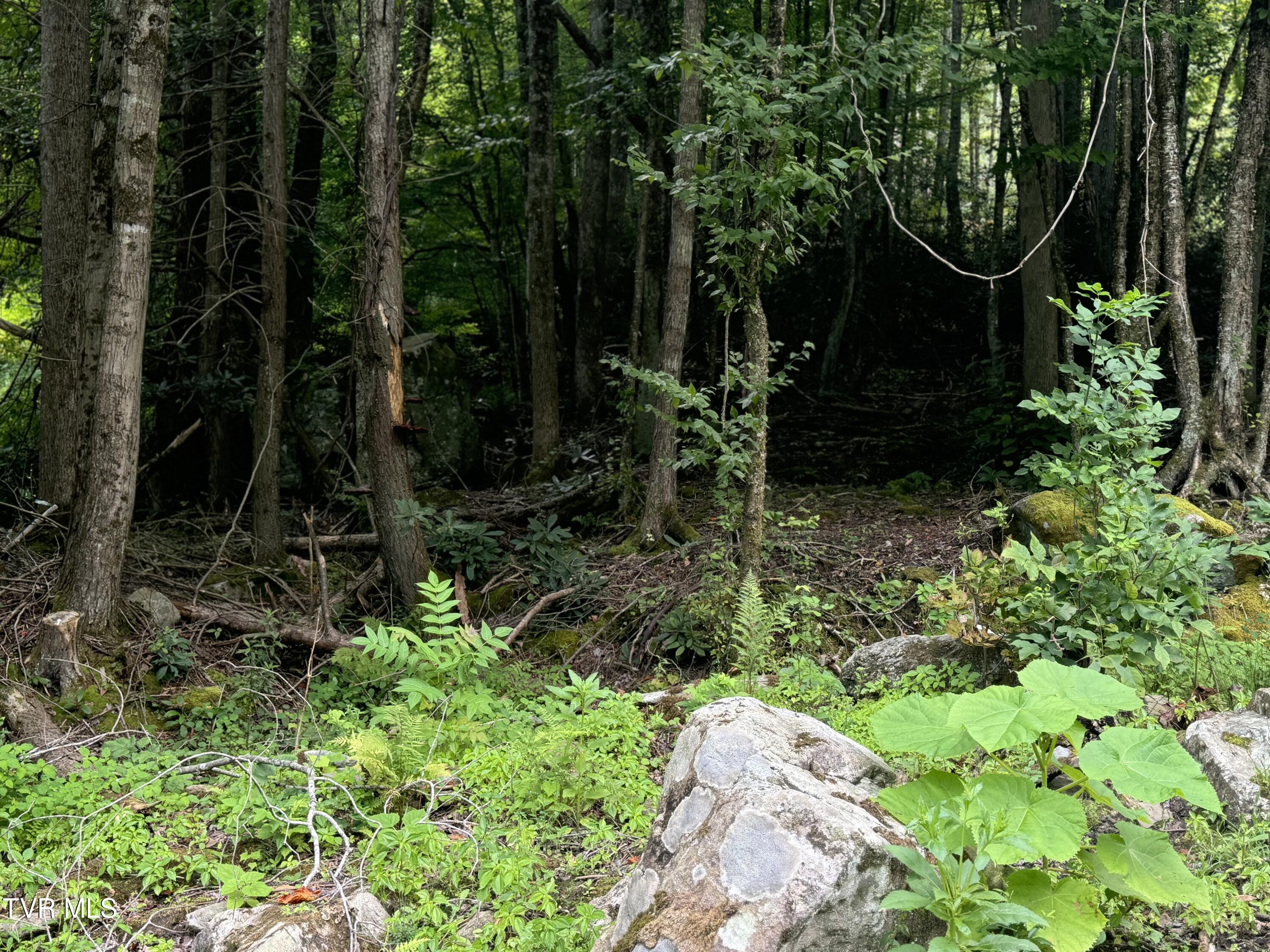 143 Doty Road Roan Mountain, TN 37687 - Photo 54 of 57 Photo Aug 22 2024, 12 35 03 PM