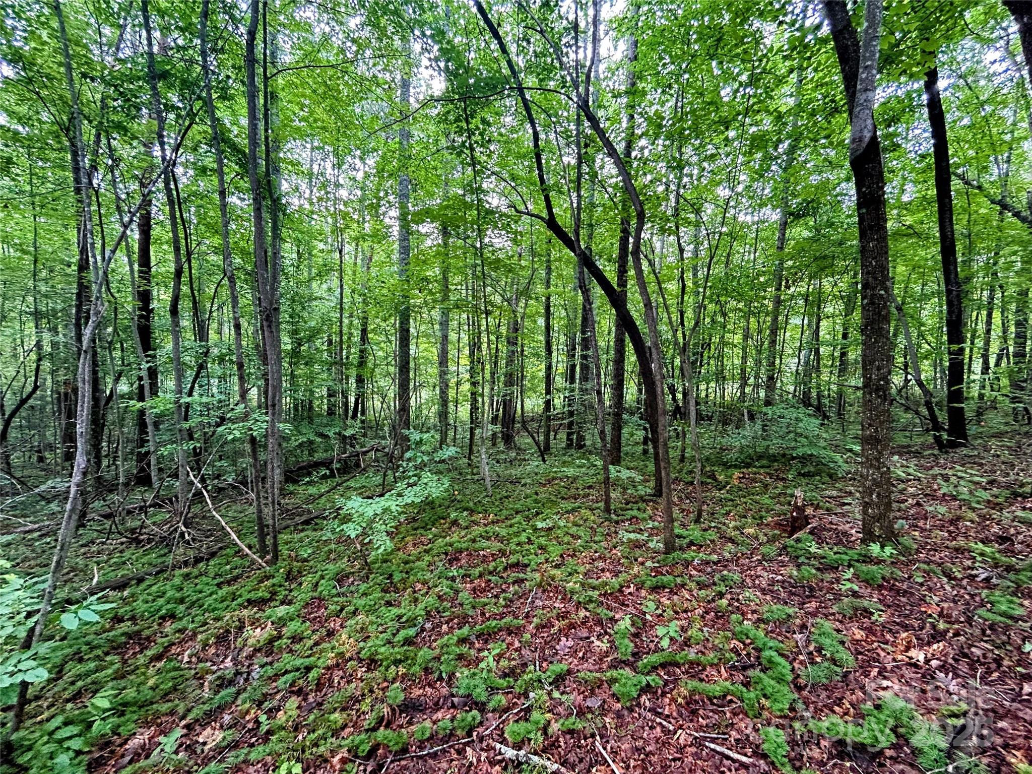 Lot 3 Azalea Way Saluda, NC 28773 - Photo 3 of 11
