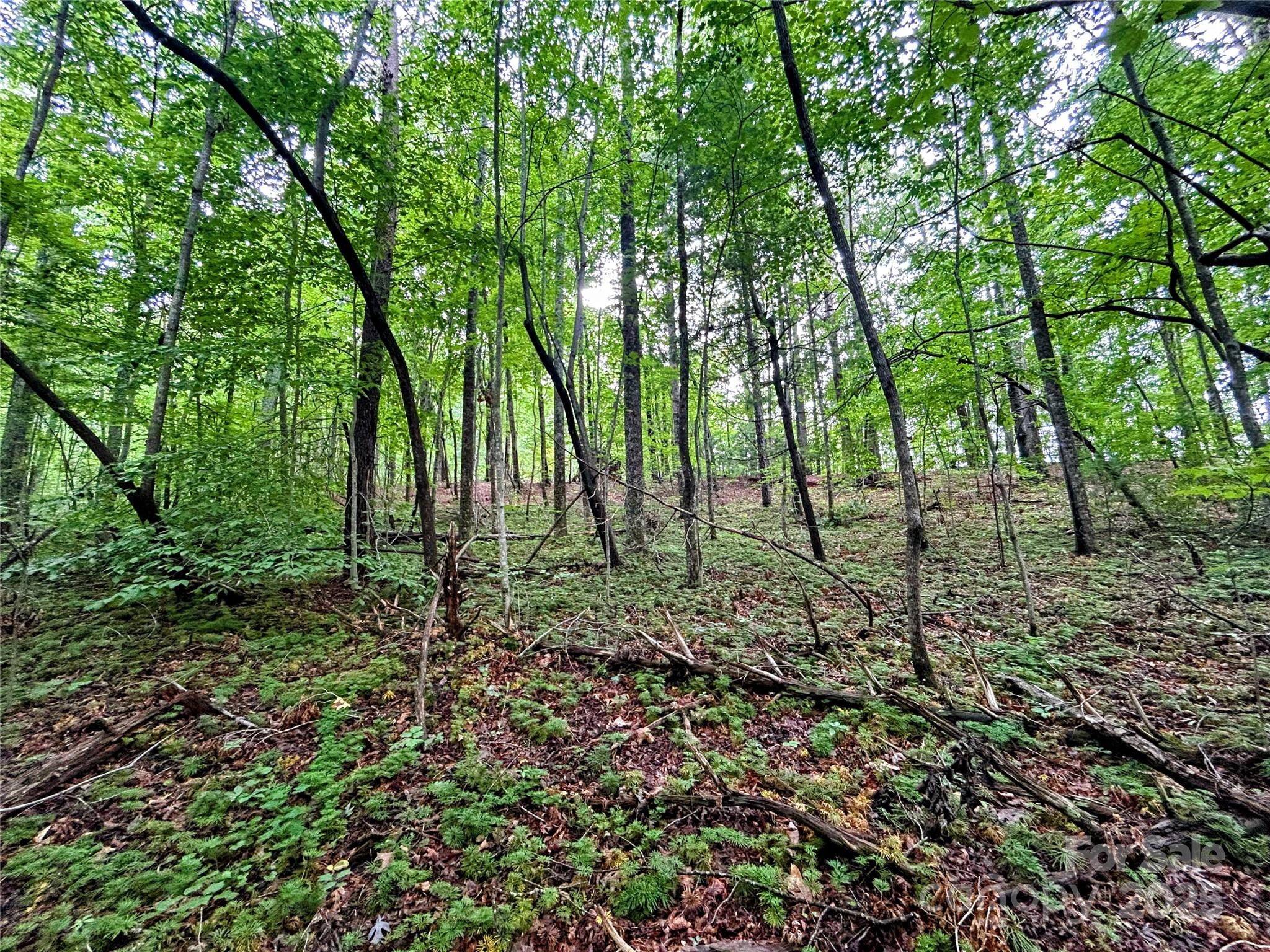 Lot 3 Azalea Way Saluda, NC 28773 - Photo 5 of 11