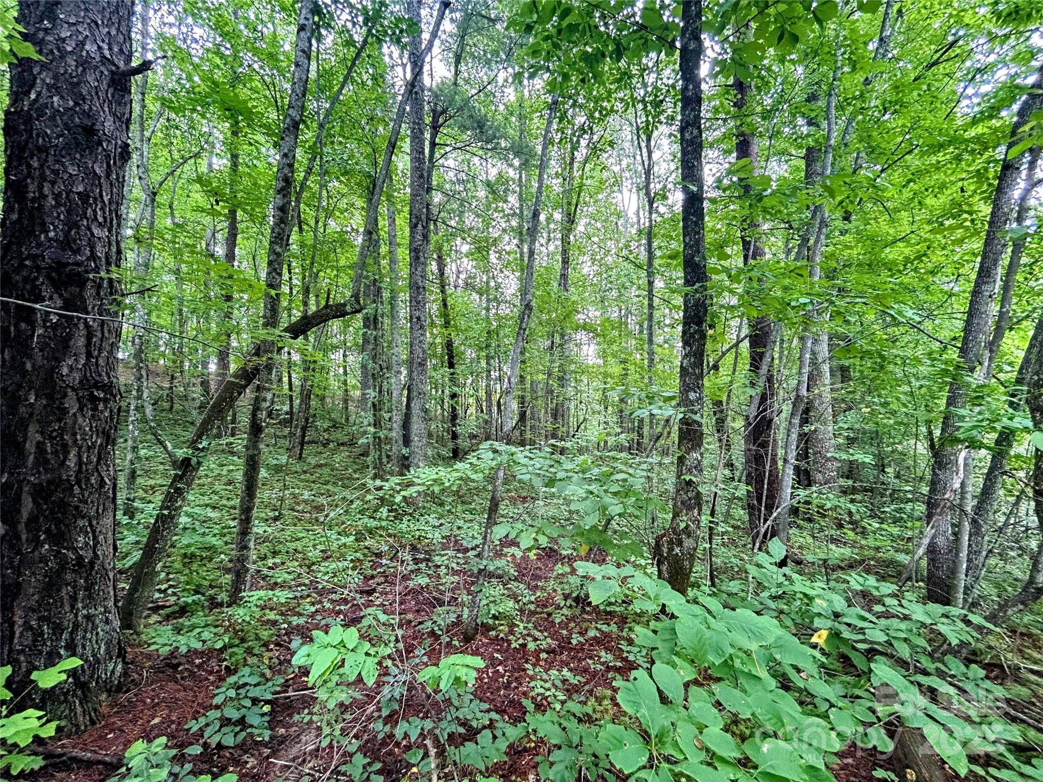 Lot 3 Azalea Way Saluda, NC 28773 - Photo 9 of 11