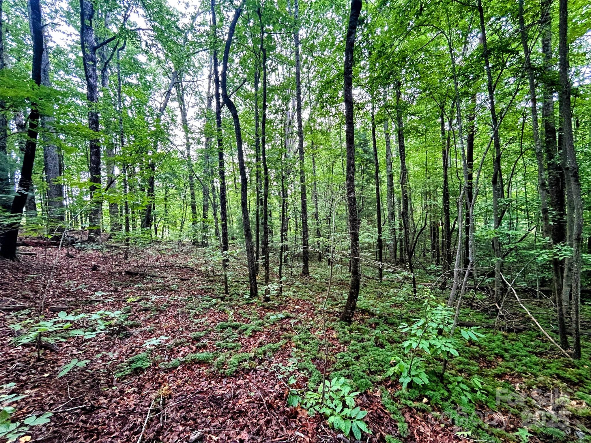 Lot 3 Azalea Way Saluda, NC 28773 - Photo 10 of 11